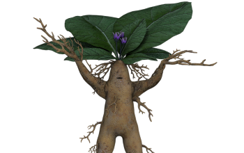 Alraune oder Mandragora