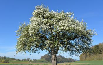 Kreislauf des Lebens