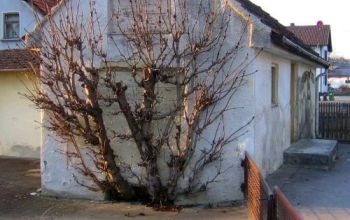 Baum an der Hauswand