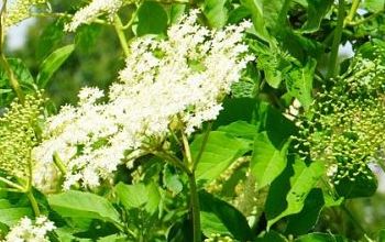 Holunderbl&uuml;te