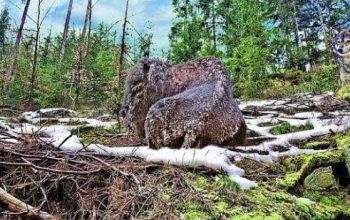 Horoskop-Bild Fische