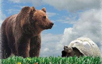 Horoskop-Bild Jungfrau