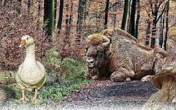 Horoskop-Bild Steinbock