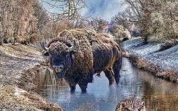 Kraft des Medizinrades