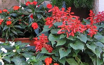 Lasst Blumen sprechen