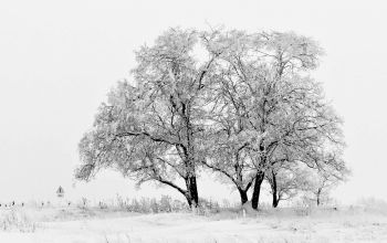 Der Elfenbaum im Winter