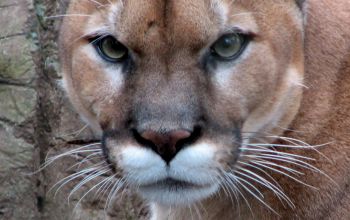 Bergl&ouml;win Puma