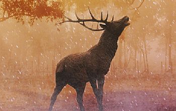 Der Hirschk&ouml;nig