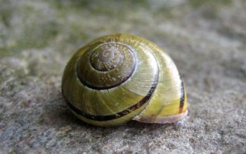 Die kleine Schnecke in ihrem Quartier