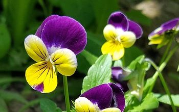 Wildes Stiefm&uuml;tterchen