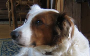Ein neuer Hund kommt ins Haus