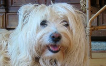 Tiervermittlung Hundehilfe