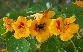 Kapuzinerkresse im Garten