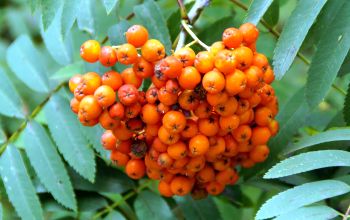 Eberesche und magisches Wissen