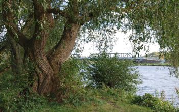 Magie der B&auml;ume