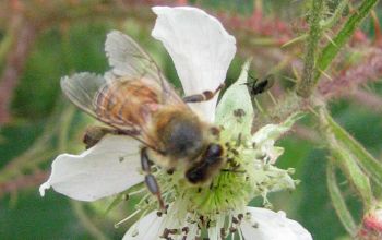 Mein Garten: Biene im Sommer