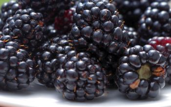 Brombeeren im Sommer