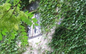 Efeubewuchs an Hauswand