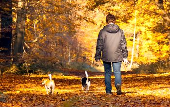 Person walking with dogs in autumn