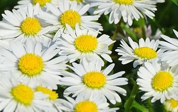 Gänseblümchen: Bellis perennis