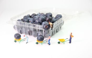 Heidelbeeren in Plastikverpackung