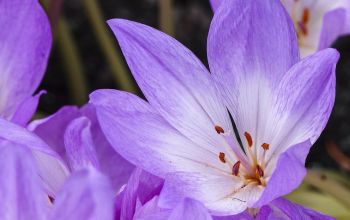 Herbstzeitlose in voller Bl&uuml;te