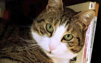 Bookworms and animal lovers