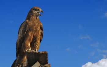Bedeutung der Krafttiere: Der Adler
