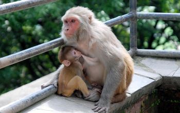 Bedeutung der Krafttiere: Der Affe