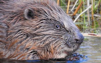 Krafttier Biber im Wasser