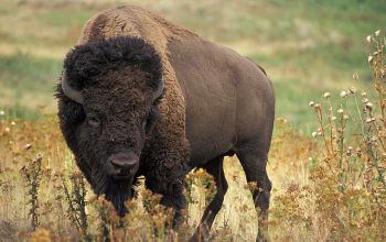 Krafttier B&uuml;ffel