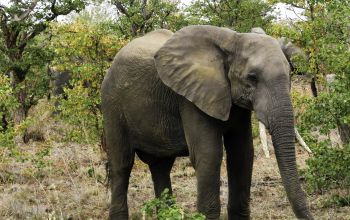 Krafttier Elefant