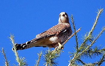 Krafttiere: Der Falke