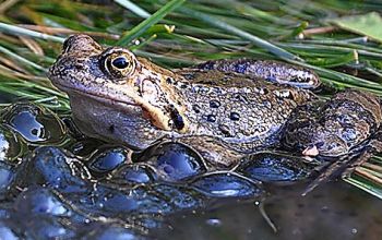 Krafttiere: Der Frosch