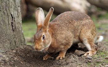 Krafttiere: Hase und Kaninchen