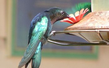 Krafttiere: Der Kolibri