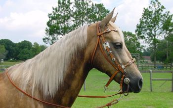 Palomino-Stute