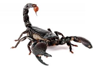 Krafttier Skorpion