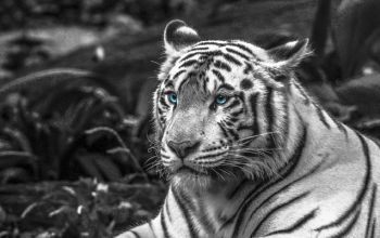 Krafttier Tiger