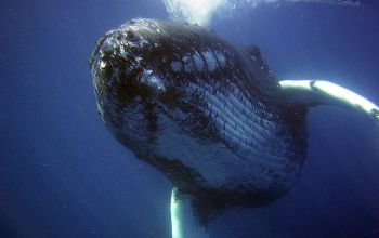 Krafttier Buckelwal im Meer