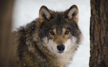 Blick in die Augen des Wolfes