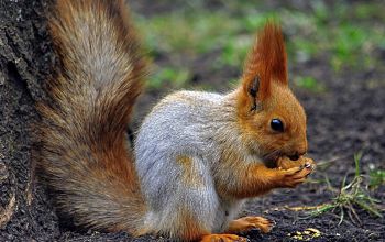 Eichh&ouml;rnchen am Nussbaum