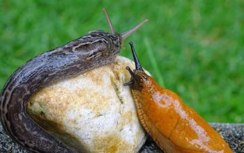 Tigerschnecke und Nacktschnecke