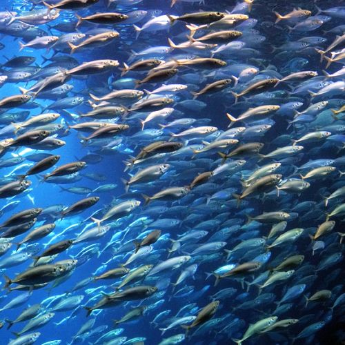 Fischschwarm