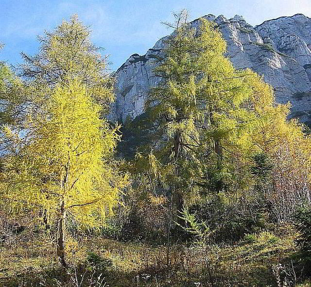 Lärchenwald