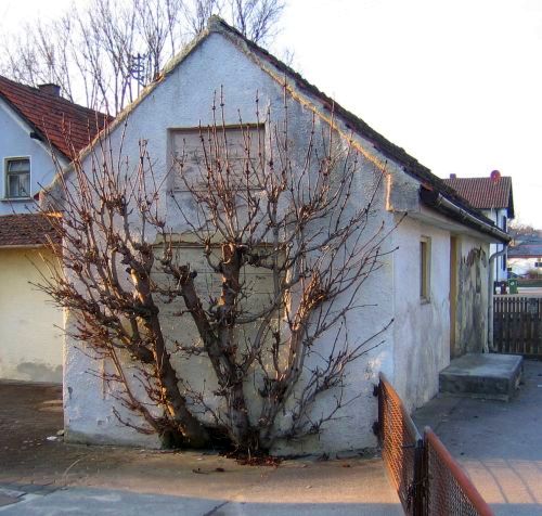 Baum an der Hauswand