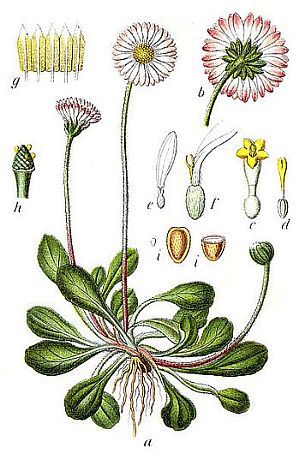 Blume: Bellis perennis
