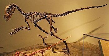 Deinonychus