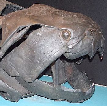 Dunkleosteus