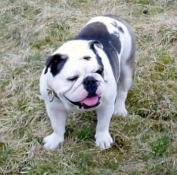 Englische Bulldogge